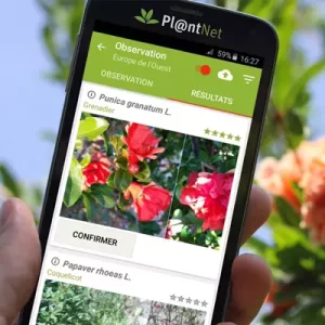 Melhores aplicativos para identificar plantas