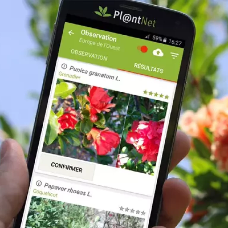 Melhores aplicativos para identificar plantas
