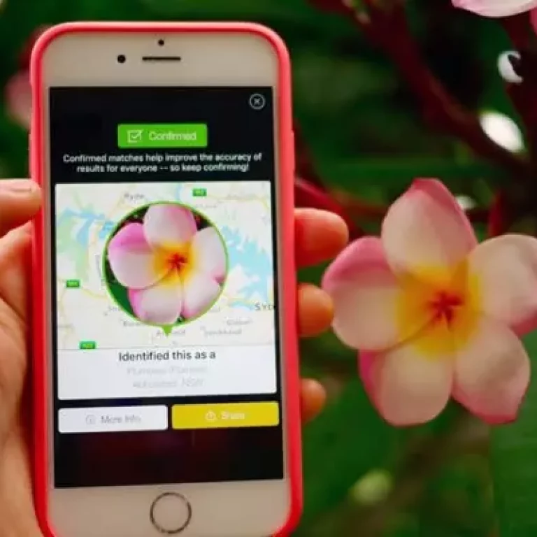 4 melhores aplicativos para identificar plantas