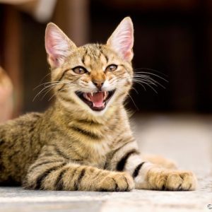 Qual o app que traduz o miado do gato? Funciona mesmo?