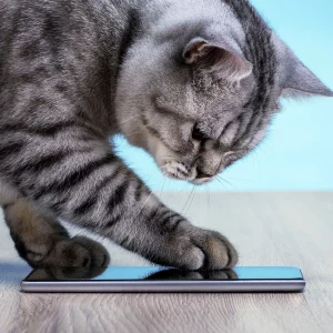 5 aplicativos para gatos se divertirem no seu smartphone