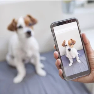 Aplicativo para tirar foto de cachorrinho: 3 opções de apps