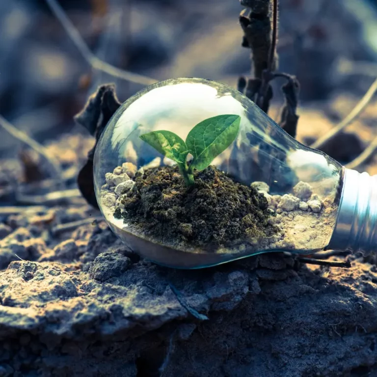 Bolsa Verde: Conservação Ambiental e Benefícios Sociais