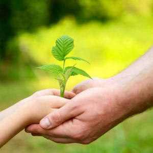 Bolsa Verde: como solicitar