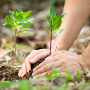 Principais Dúvidas Sobre o Bolsa Verde do Governo Brasileiro