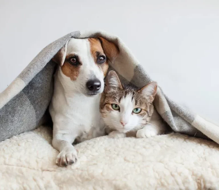 Bem-estar animal: conheça 20 dicas para manter seu pet com o físico em dia
